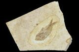 Cretaceous Fossil Fish - Morocco #104401-1